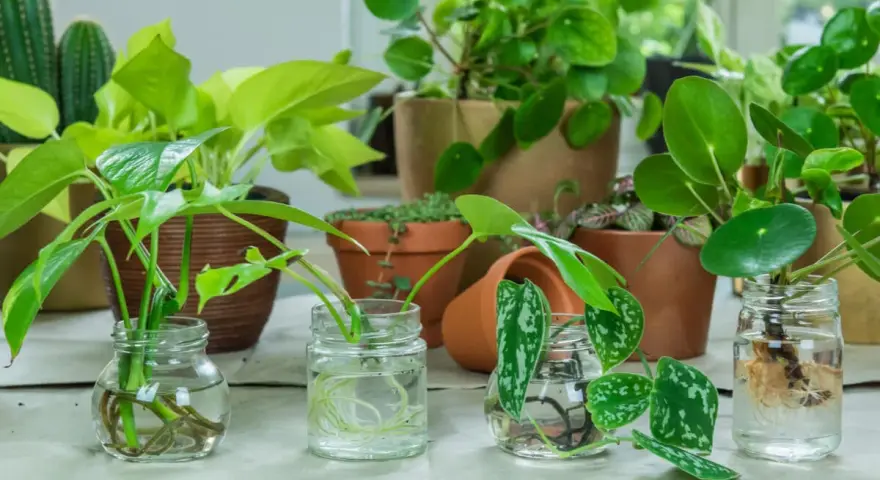 Varias plantas en agua, con raíces visibles, listas para crecer.