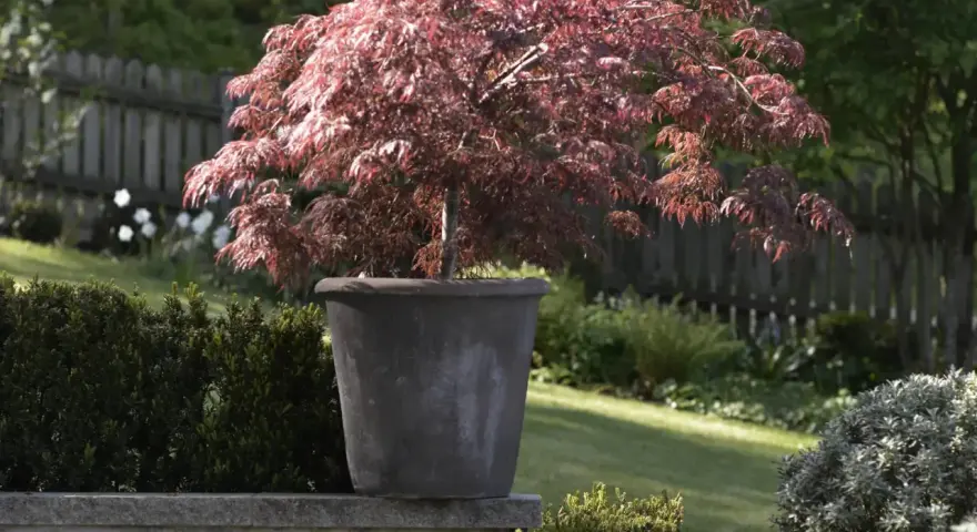 En vacker acer palmatum i kruka, med sina djupröda blad som kontrasterar mot den gröna trädgården.