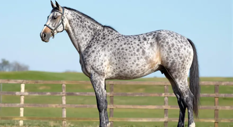 Un magnifique cheval français, robe grise tachetée, se tient fièrement devant une clôture en bois et un ciel bleu clair.