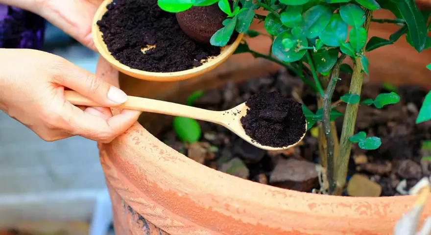 Händer häller kaffesump från en skål till en träsked, redo att ge näring till tomatplantor i en terrakottakruka.