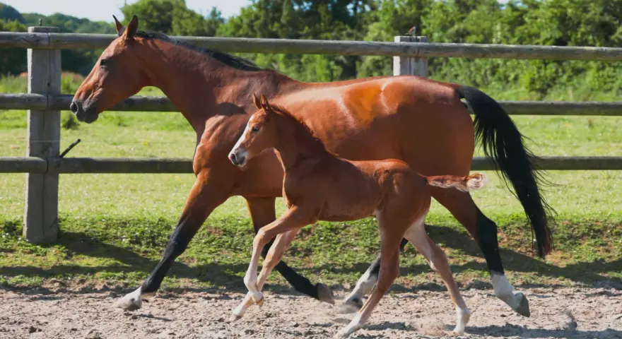 Une jument alezane et son poulain trottent dans un paddock. La saillie du poney est évidente par sa petite taille et sa démarche espiègle.