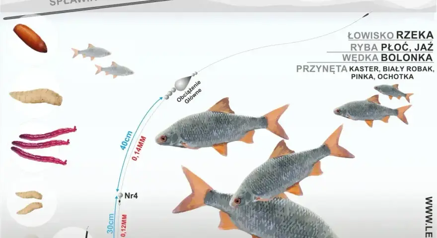 Jaki spławik na rzekę? Ilustracja pokazuje zestaw do połowu płoci i jaź na bolonkę, z przynętami: kaster, biały robak, pinka, ochotka.