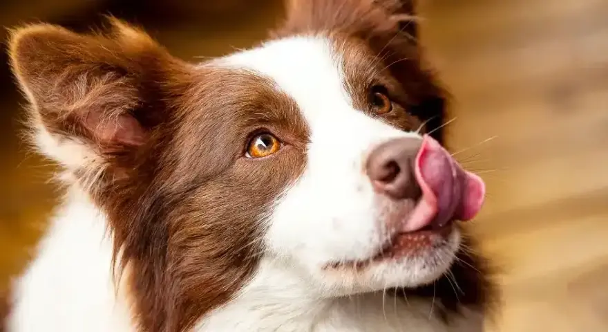 Border Collie: Sierść czy włosy? Poznaj różnice i pielęgnację