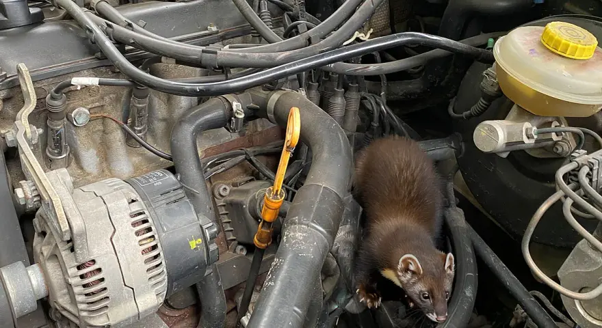 Ein Marder hat sich im Motorraum eines Autos eingenistet und erkundet die Leitungen und den Keilriemen.