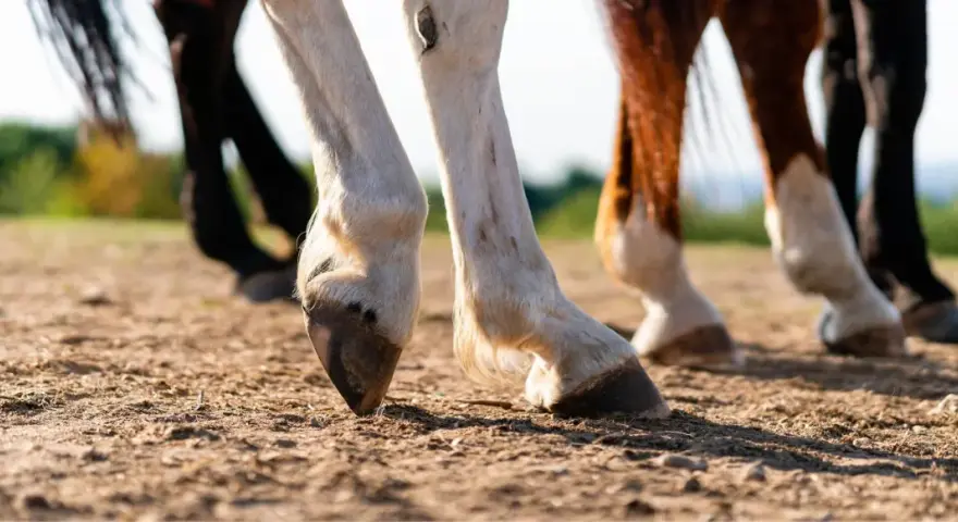 Gros plan sur les sabots de plusieurs chevaux, dont un bai et un pie, marchant sur un sol terreux. La lumière du soleil met en valeur la texture du sol et le poil des animaux.