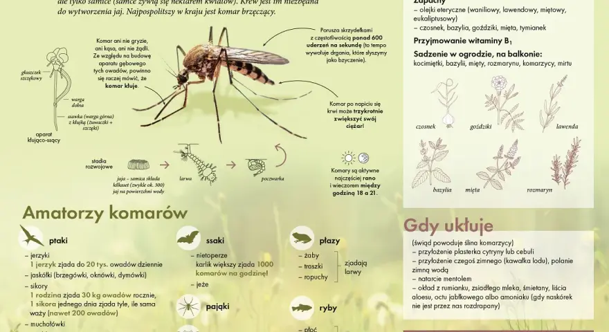 Samiec komara, choć nie gryzie, jest kluczowy dla cyklu życia. Jego aparat gębowy służy do picia nektaru, a nie krwi.