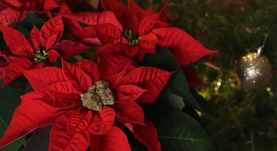 Rojo vibrante de flores de navidad junto a un árbol decorado.