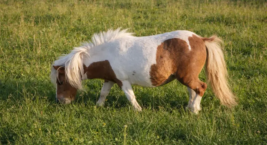 Poney Shetland pie, en pleine fourbure dans une prairie verdoyante. Sa crinière blanche flotte au vent tandis qu'il broute paisiblement.