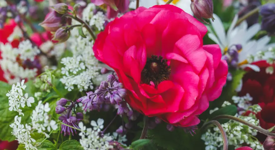 En stor, ceriserosa ranunkel dominerar en bukett med vita och lila blommor. Tänk att plantera ranunkel för att få denna färgexplosion i din trädgård.