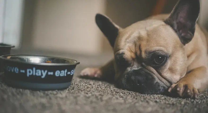 Brązowy buldog francuski leży obok miski z napisem "love-play-eat".