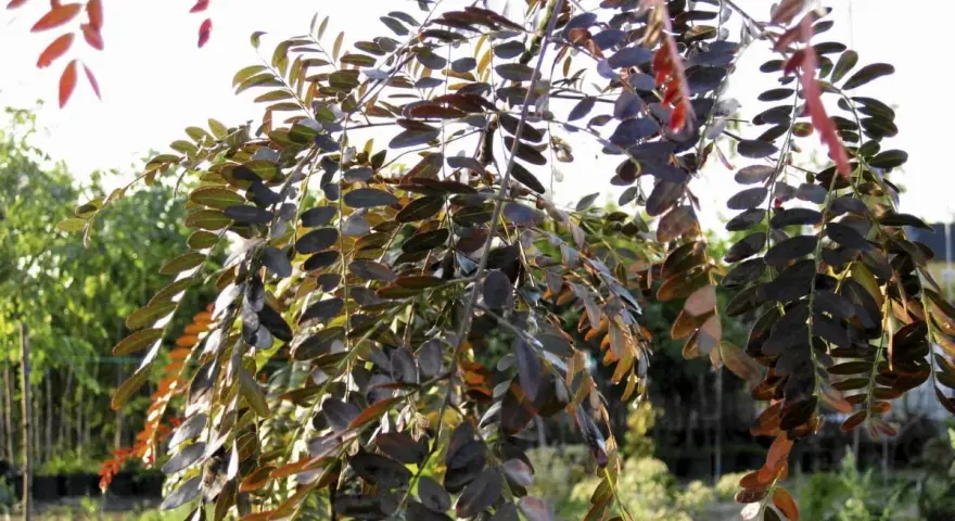 Gałęzie gleditsia triacanthos z ciemnymi liśćmi, niektóre z czerwonymi przebarwieniami, na tle jasnego nieba i zieleni.