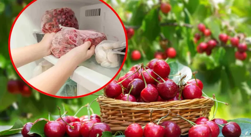 Ręce wkładają do zamrażarki worek z mrożonymi czereśniami, obok koszyk świeżych owoców.