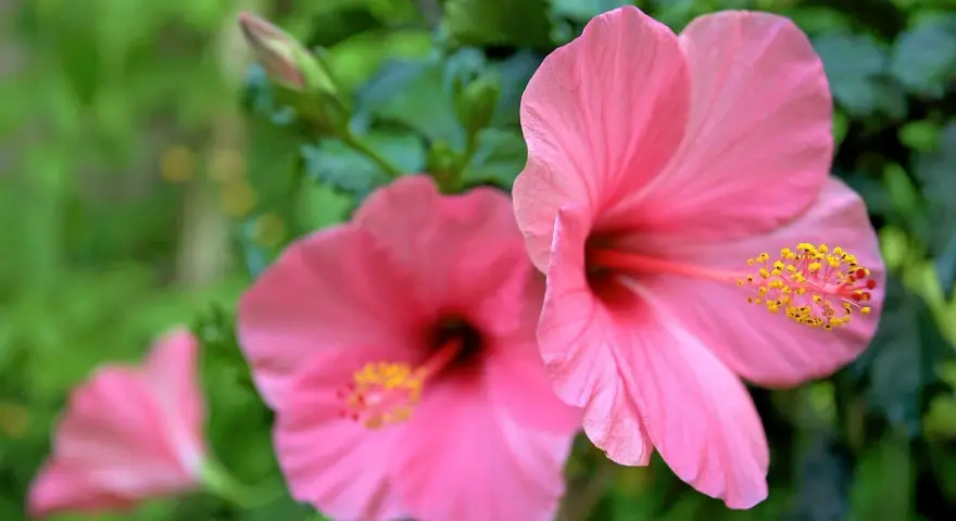 Två rosa hibiskus blommor med gula ståndare mot en grön bakgrund. En tredje blomma syns i bakgrunden.