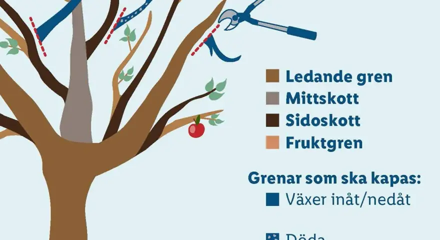 Illustration visar hur man beskär ett nytt äppelträd. Röda streck markerar var grenar ska kapas. En sekatör visas.
