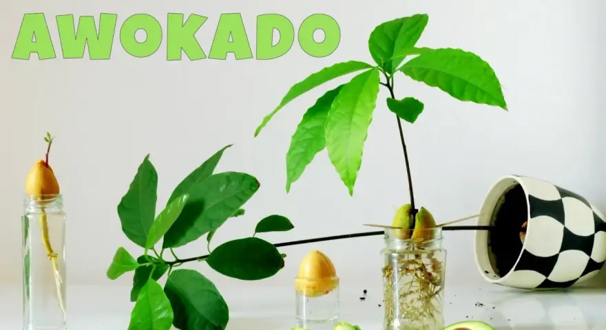Zobacz, jak rośnie awokado w domu! Od pestki w wodzie do małej roślinki. Przepis na domowy ogródek.