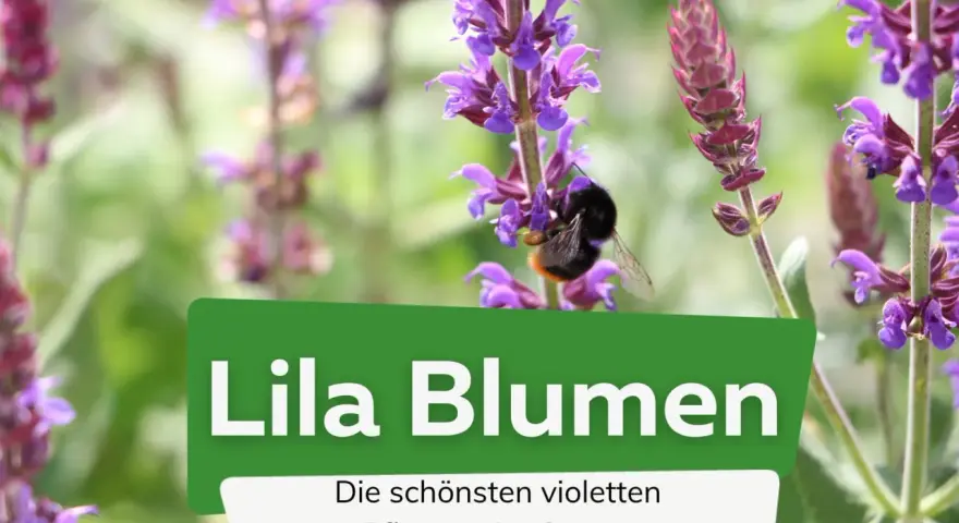 Ein Hummel besucht lila Pflanzen im Garten. Die schönen violetten Pflanzen blühen.
