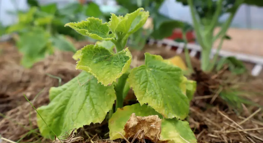 En gurkplanta med gula blad och vissna delar, omgiven av halm.