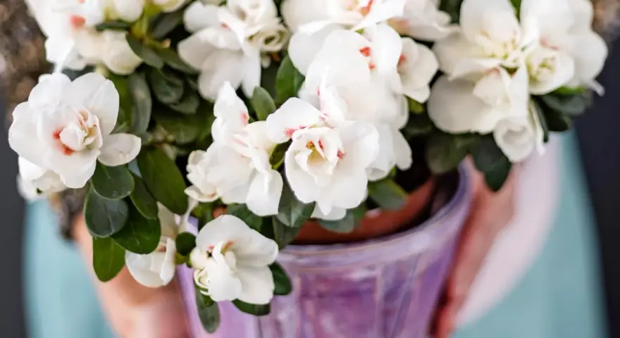 Close-up of a pot of white azaleas with pink centers, held by hands.