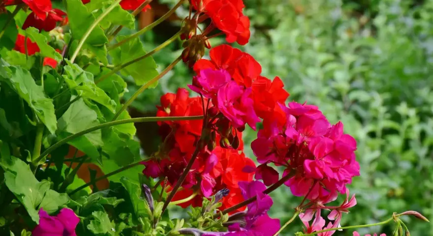 Kwiaty na balkon słoneczny: czerwone i fuksjowe pelargonie oraz fioletowe petunie tworzą barwną kompozycję.