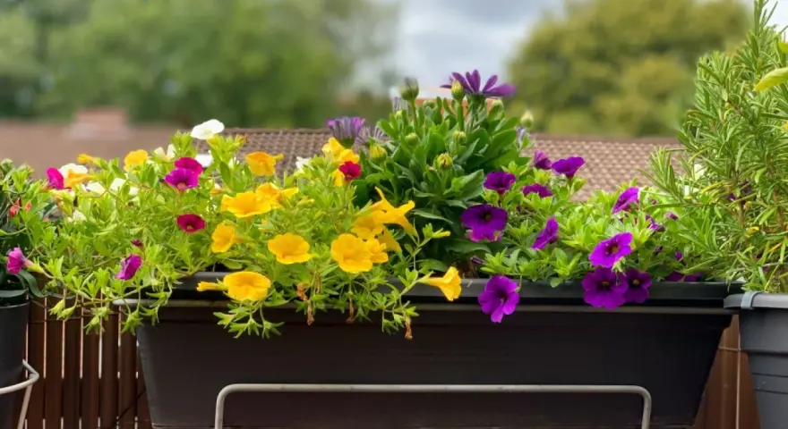 Kolorowe, niewymagające kwiaty na balkon: żółte, fioletowe i białe petunie oraz fioletowe astry tworzą radosną kompozycję.