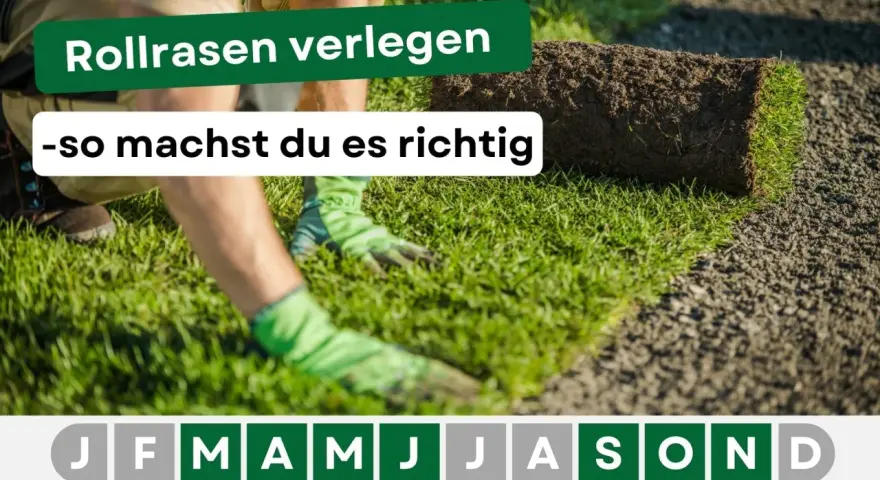 Rollrasen verlegen: Hände mit Handschuhen legen eine Rasenrolle auf vorbereiteten Boden. So machst du es richtig!