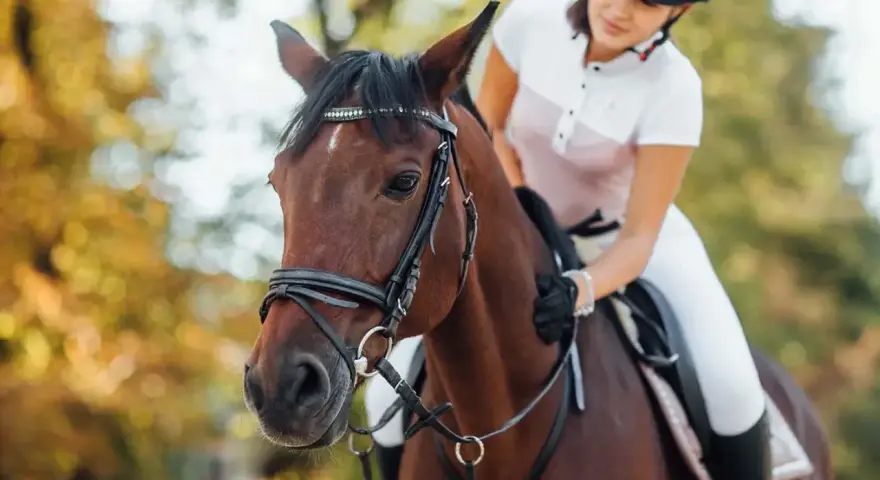 Une cavalière en tenue d'équitation, en plein **confiage cheval**, est assise sur un magnifique cheval brun. L'automne est présent avec des arbres aux couleurs chaudes en arrière-plan.