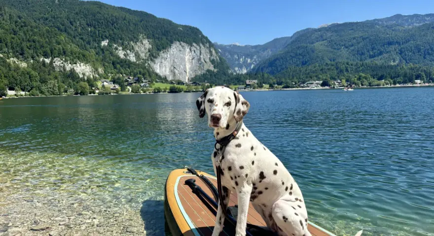 Ein Dalmatiner sitzt auf einem **Stand-up-Paddle mit Hund** am Ufer eines Bergsees.