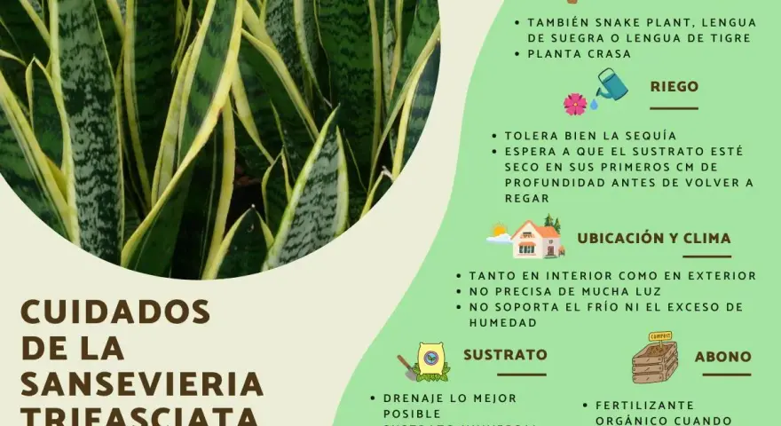 Sansevieria trifasciata, o lengua de suegra, requiere pocos cuidados: tolera la sequía, prefiere sustrato seco y buena ubicación.
