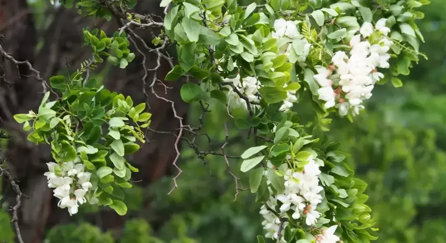 Gałęzie robinia biała obsypane białymi kwiatami i zielonymi liśćmi.