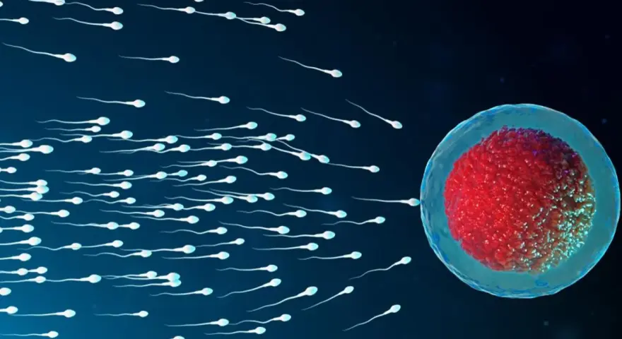 Wiele plemników dąży do komórki jajowej, symbolizując początek implantacji zarodka.