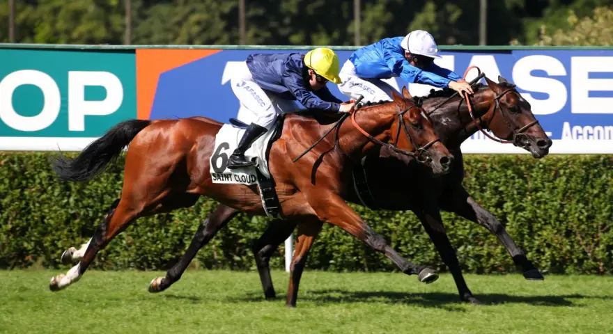 Course hippique : un jockey et son cheval en pleine action, le numéro 6 bien visible.