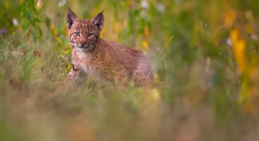 Un jeune lynx, aux yeux vifs, observe depuis l'herbe haute. C'est là où vit le lynx, dans ce paysage verdoyant.