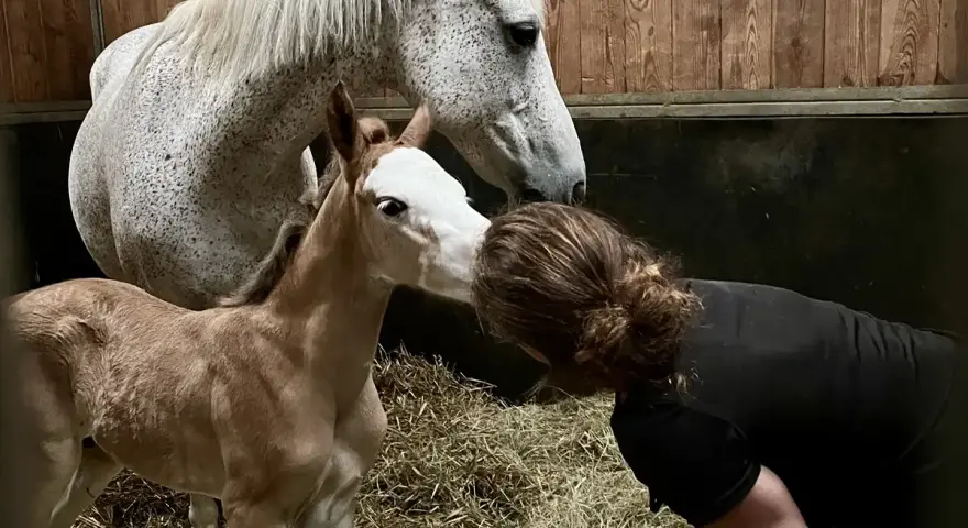 Un poulain, futur étalon poney français de selle, reçoit un tendre baiser de sa propriétaire.