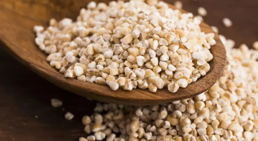 Kasza jęczmienna na drewnianej łyżce. Czy kasza jęczmienna ma gluten? Tak, jęczmień zawiera gluten.