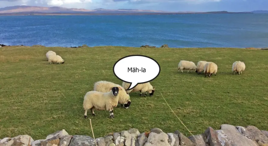 Schafe auf einer grünen Wiese am Meer. Eine Sprechblase über einem Schaf erklärt die "Islay Aussprache": "Mäh-la".