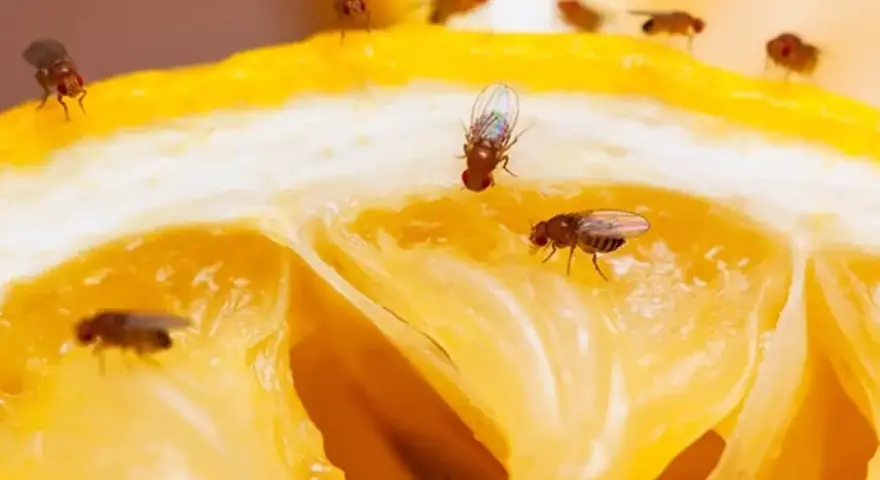 Un limón cortado atrae a varias moscas de la fruta, que se posan en su jugosa pulpa amarilla.