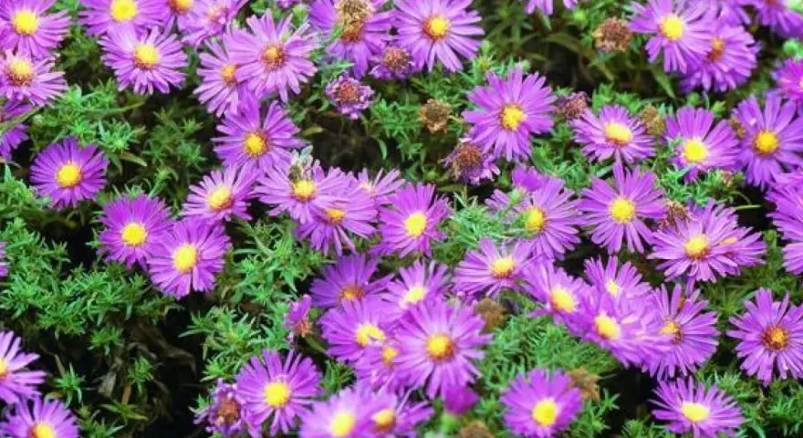 Mnóstwo fioletowych kwiatów z żółtymi środkami, jak wyglądają astry, tworzy gęsty, kolorowy dywan.