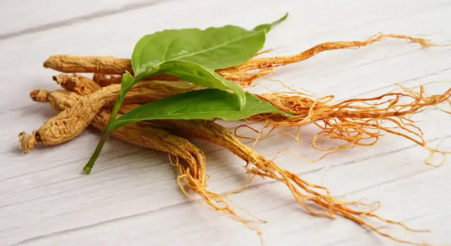 Racines de ginseng séchées avec des feuilles vertes. Découvrez comment consommer le ginseng pour ses bienfaits.