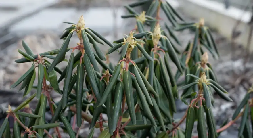 Rododendron z oklapniętymi liśćmi, czekający na wiosenne słońce.