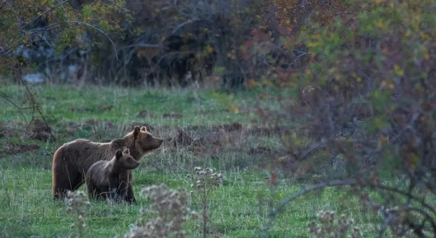 Orso marsicano con cucciolo in un prato verde, habitat naturale.