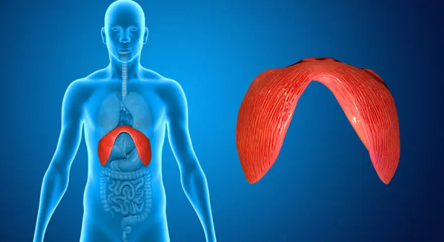 Anatomia człowieka z uwydatnioną przeponą. Odnogi przepony, kluczowe dla oddychania, są pokazane w czerwonym kolorze.
