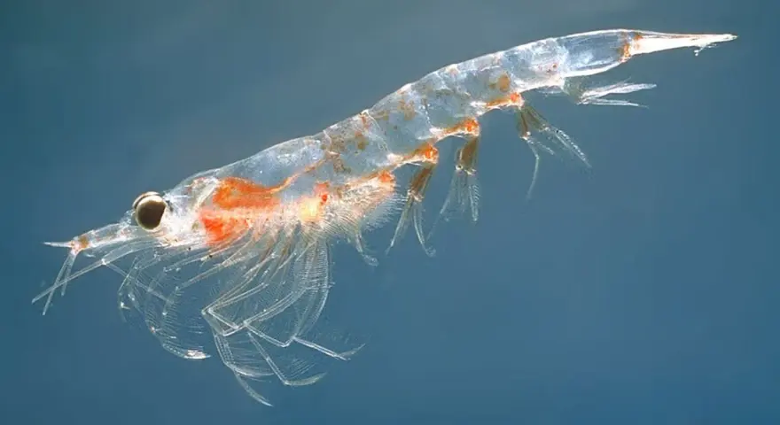 Un krill translúcido, uno de los animales marinos en peligro de extinción, nada en aguas azules.