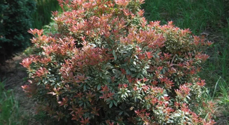 Krzew pieris little heath z czerwonymi i zielonymi liśćmi, otoczony trawą.