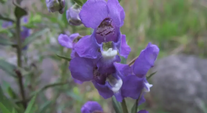 En klunga lila blommor av angelonia angustifolia, med gröna blad och en suddig bakgrund.