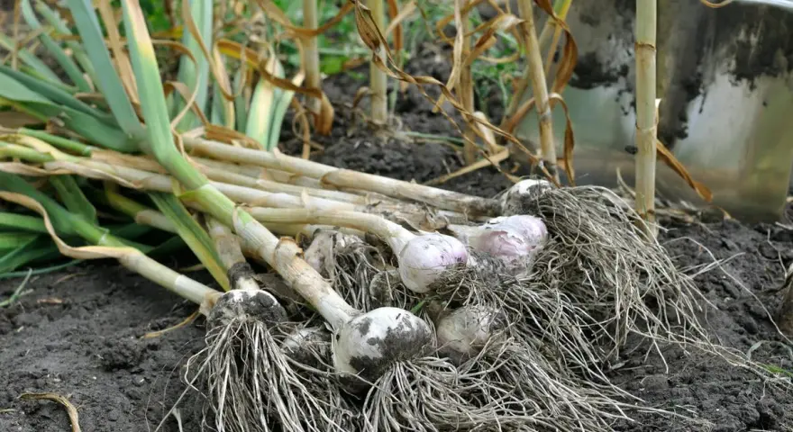 Frisch geernteter Knoblauch mit Wurzeln liegt auf dunkler Erde. Eine Schaufel ist im Hintergrund zu sehen, bereit für weitere Ernte.