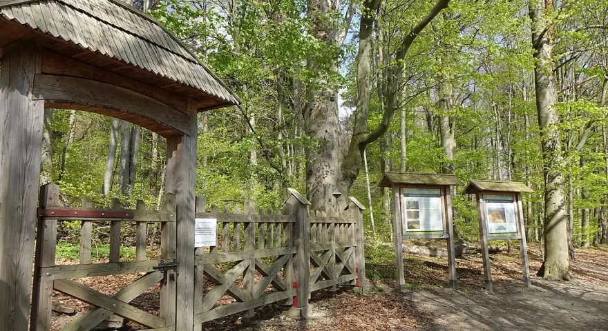 Drewniana brama prowadzi do lasu bukowego. Tablice informacyjne stoją obok.