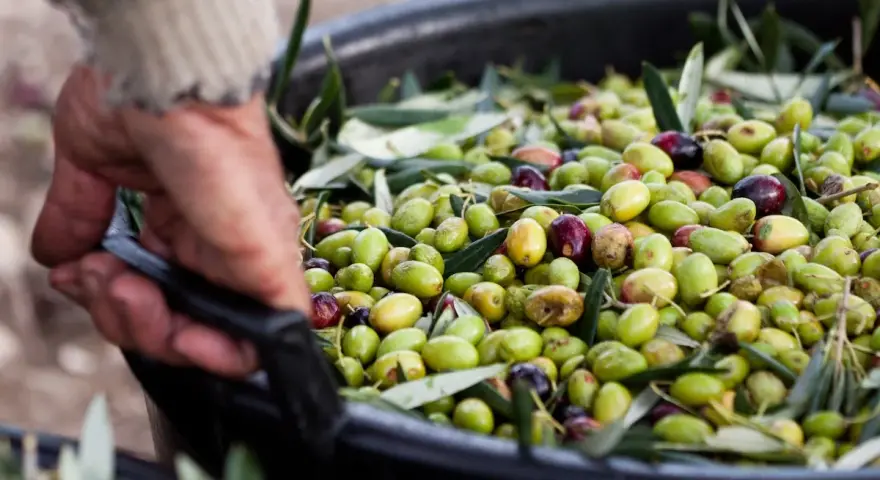 Mano che solleva un cesto pieno di olive fresche, pronte per la raccolta.