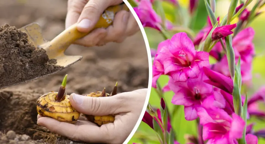 Sadzenie cebulek mieczyków, które zakwitną pięknymi, różowymi gladiole kwiaty.