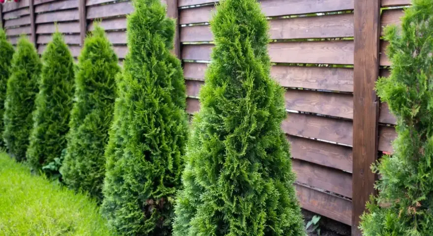 Rząd zielonych, stożkowatych tui tworzy naturalną barierę przy drewnianym płocie. Różne rodzaje tui mogą być sadzone obok siebie.