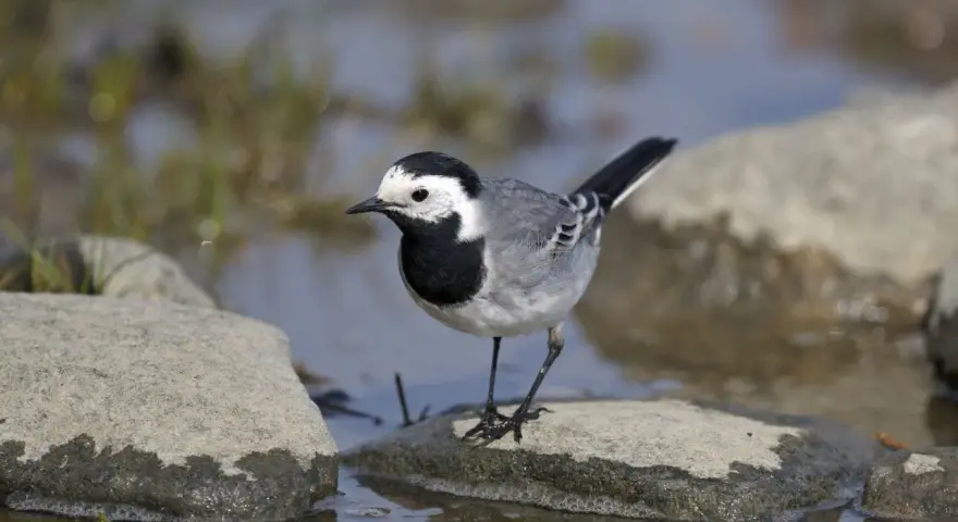 Una lavandera blanca, con su plumaje distintivo, se posa sobre una roca mojada junto a un arroyo.